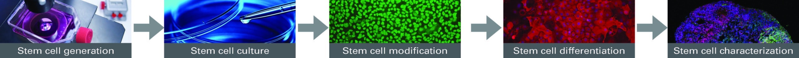 Stem Cell research workflow
